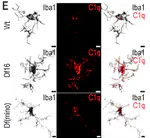 Paper out in Brain, Behavior, and Immunity!