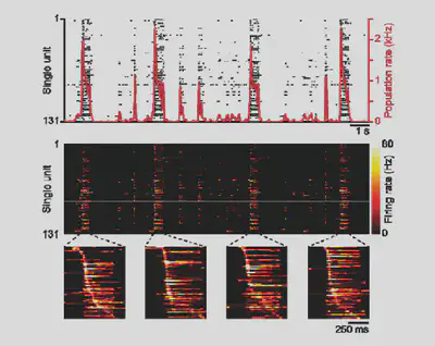 organoids preconfigured