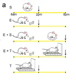 Contribution of sleep to the repair of neuronal DNA double-strand breaks: evidence from flies and mice