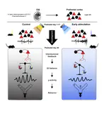 A transient developmental increase in prefrontal activity alters network maturation and causes cognitive dysfunction in adult mice