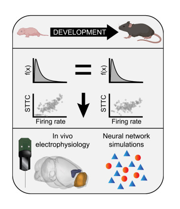 Science Mouse Neural Network Preconfigured architecture of the developing mouse brain | Chini Lab