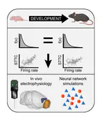 Preconfigured architecture of the developing mouse brain