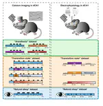 Calcium Imaging and Electrophysiology of hippocampal Activity under Anesthesia and natural Sleep in Mice