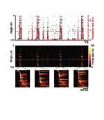 Protosequences in brain organoids model intrinsic brain states