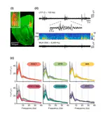 Developmental dysfunction of prefrontal–hippocampal networks in mouse models of mental illness