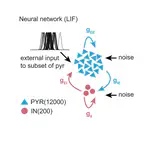 A developmental increase of inhibition promotes the emergence of hippocampal ripples