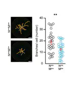 Pregnancy-induced maternal microchimerism shapes neurodevelopment and behavior in mice